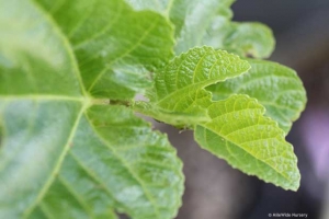Black Mission fig leaves