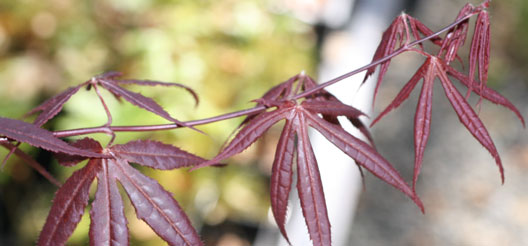 japanese maple